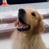 Golden Retriever, Köpek  Paşa fotoğrafı