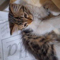 Tekir Kedi, Kedi  N fotoğrafı