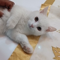 British Shorthair, Kedi  British shorthair beyaz adlarını size bıraktım fotoğrafı