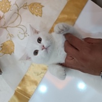 British Shorthair, Kedi  British shorthair beyaz adlarını size bıraktım fotoğrafı