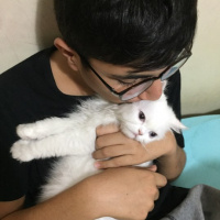 İran Kedisi (Persian), Kedi  Leo fotoğrafı
