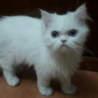 İran Kedisi (Persian), Kedi  Leo fotoğrafı
