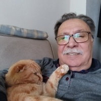 Scottish Fold, Kedi  Kaju fotoğrafı