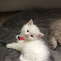 Scottish Fold, Kedi  Sutlac fotoğrafı