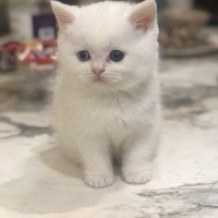 Scottish Fold, Kedi  Sutlac fotoğrafı