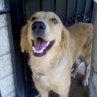 Golden Retriever, Köpek  İzmir fotoğrafı