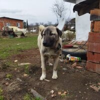 Kangal, Köpek  Ejder fotoğrafı