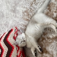 Scottish Fold, Kedi  Bonibon fotoğrafı