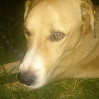 Sokö (Sokak Köpeği), Köpek  Haydut fotoğrafı