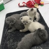 Scottish Fold, Kedi  Scotis Fold Yavruları 1 Aylık fotoğrafı