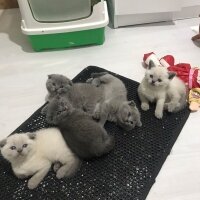 Scottish Fold, Kedi  Scotis Fold Yavruları 1 Aylık fotoğrafı