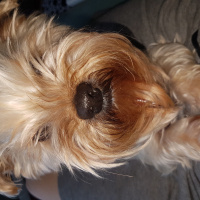 Yorkshire Terrier, Köpek  Paris fotoğrafı