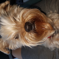 Yorkshire Terrier, Köpek  Paris fotoğrafı