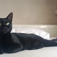Bombay, Kedi  Gece🧿 fotoğrafı