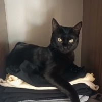 Bombay, Kedi  Gece🧿 fotoğrafı