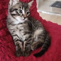 Tekir Kedi, Kedi  Kömür fotoğrafı