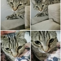 Tekir Kedi, Kedi  Hayat fotoğrafı