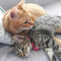 Tekir Kedi, Kedi  ÇİKO fotoğrafı