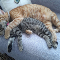 Tekir Kedi, Kedi  ÇİKO fotoğrafı