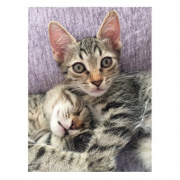 Tekir Kedi, Kedi  ÇİKO fotoğrafı