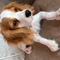 King Charles Spaniel, Köpek  Lilly fotoğrafı