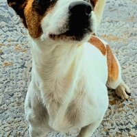 Jack Russell Terrier, Köpek  Pars fotoğrafı