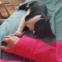 Tekir Kedi, Kedi  Mia fotoğrafı