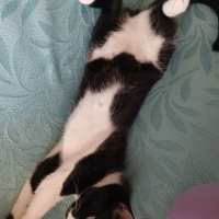Tekir Kedi, Kedi  Mia fotoğrafı
