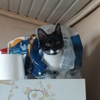 Tekir Kedi, Kedi  Mia fotoğrafı