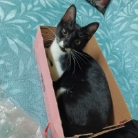 Tekir Kedi, Kedi  Mia fotoğrafı