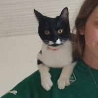 Tekir Kedi, Kedi  Mia fotoğrafı