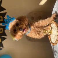 Poodle(Standart Kaniş), Köpek  Ares fotoğrafı