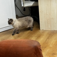 British Shorthair, Kedi  Duman fotoğrafı