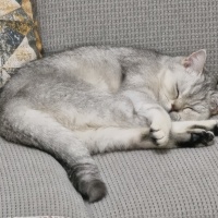 British Shorthair, Kedi  Lulu fotoğrafı