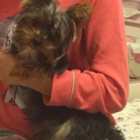 Yorkshire Terrier, Köpek  Fındık  fotoğrafı