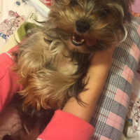 Yorkshire Terrier, Köpek  Fındık  fotoğrafı