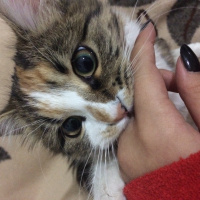Tekir Kedi, Kedi  luna fotoğrafı