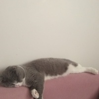 Scottish Fold, Kedi  Rıfkı fotoğrafı