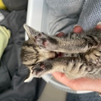 Tekir Kedi, Kedi  Şanslı fotoğrafı