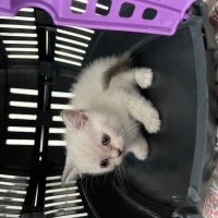 British Shorthair, Kedi  Bihter fotoğrafı
