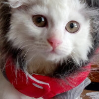 Scottish Fold, Kedi  tarçın fotoğrafı