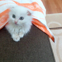 Scottish Fold, Kedi  tarçın fotoğrafı