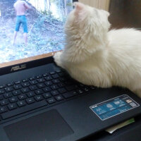 Scottish Fold, Kedi  tarçın fotoğrafı