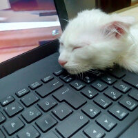 Scottish Fold, Kedi  tarçın fotoğrafı