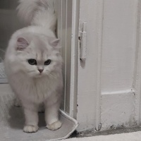 British Longhair, Kedi  Pamuk fotoğrafı