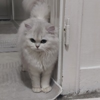 British Longhair, Kedi  Pamuk fotoğrafı