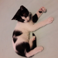 Tuxedo (Smokin) Kedi, Kedi  Benekli fotoğrafı