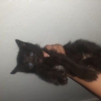 Bombay, Kedi  Tosbik fotoğrafı