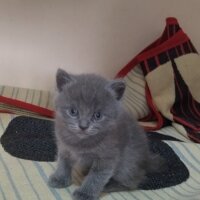 Scottish Fold, Kedi  Scotis fotoğrafı