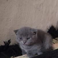 Scottish Fold, Kedi  Scotis fotoğrafı